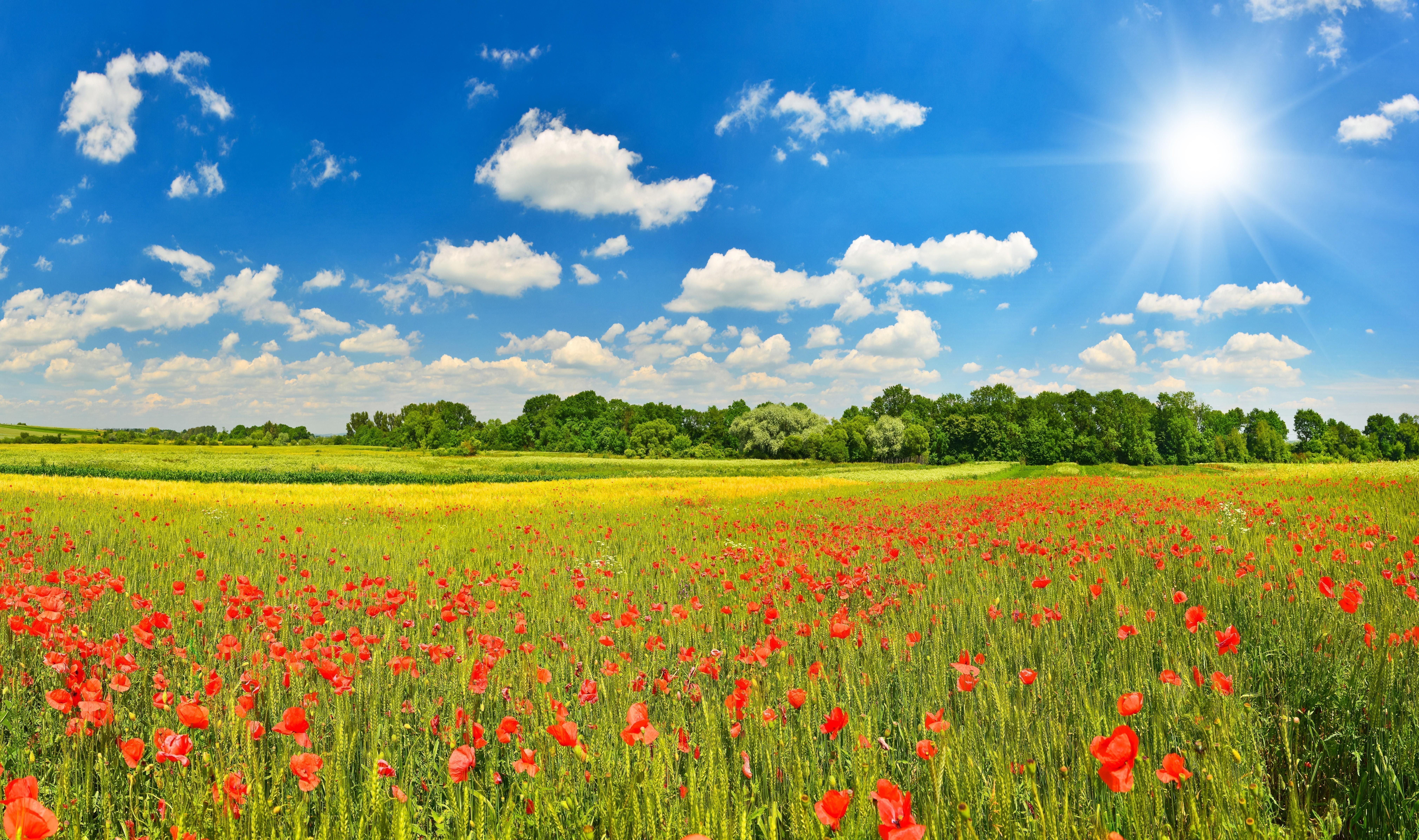 8084x4787 Summer meadow with poppies