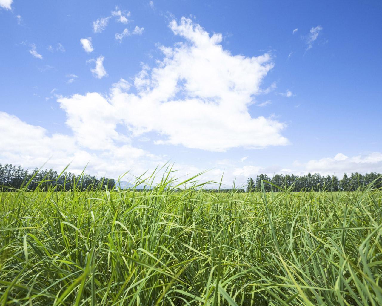 1280x1024 Summer Meadow Scenery Meadow Wallpaper 1280x1024 NO.1 Desktop Wallpaper