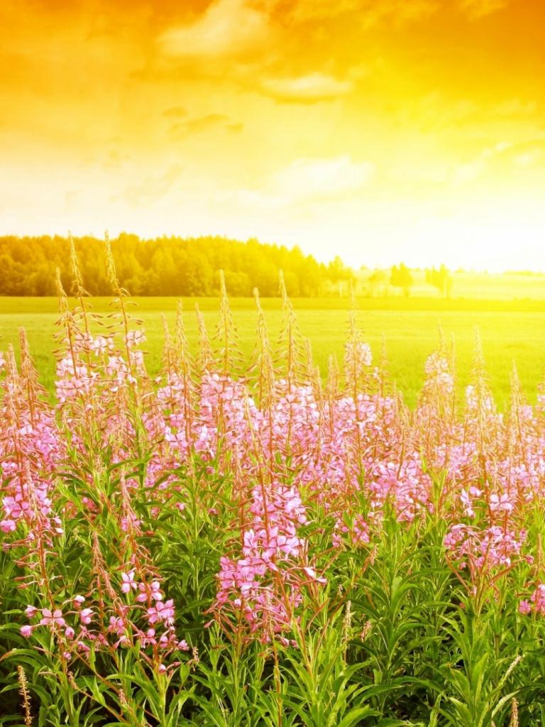 768x1024 Free download Bright summer meadow wallpaper and image wallpaper picture [1920x1080] for your Desktop, Mobile & Tablet. Explore Wallpaper Originals Summer Wallpaper. Free Wallpaper Background, Free Wallpaper For Desktop