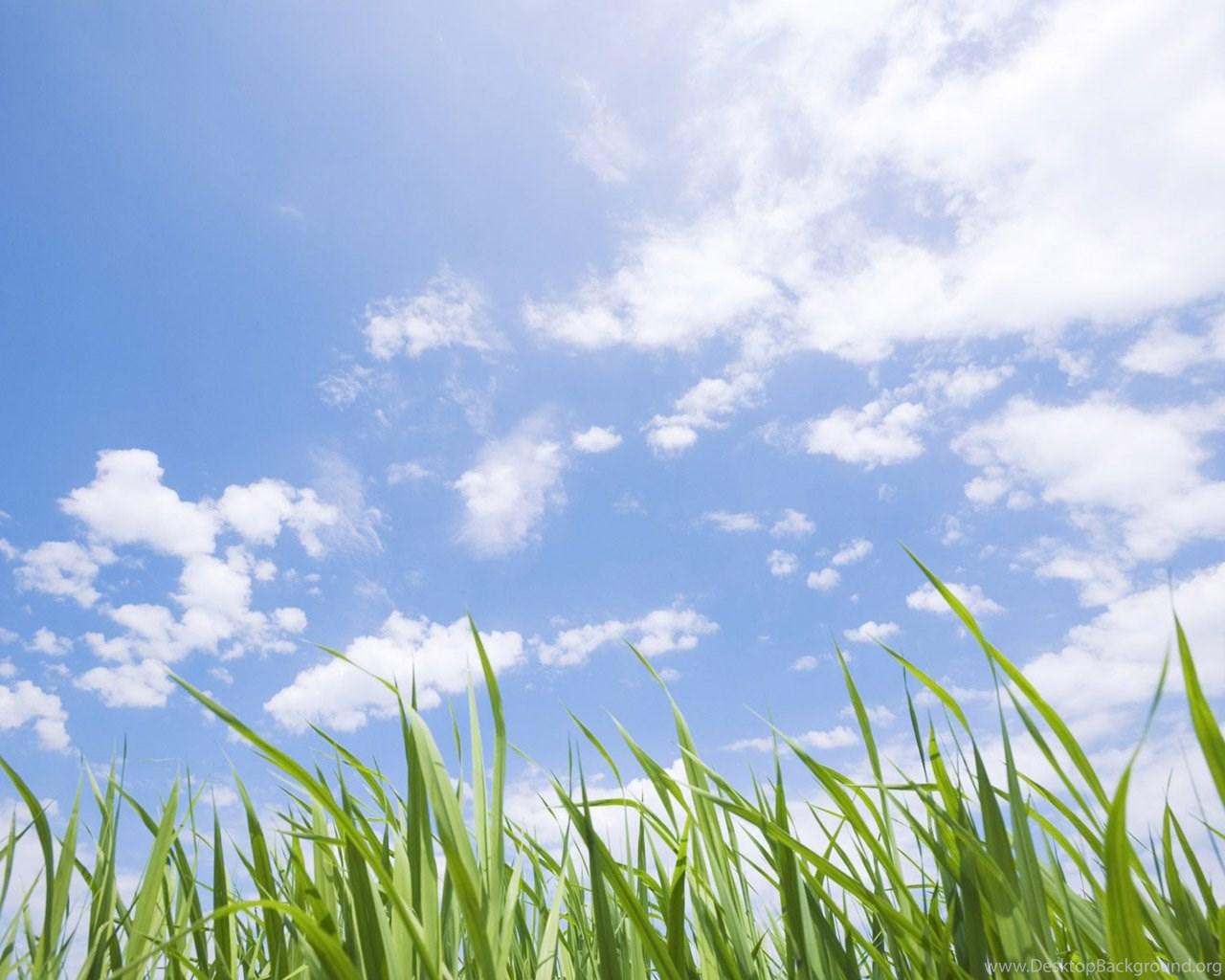 1280x1024 Summer Meadow Scenery Green Meadow Wallpaper 1280x1024 NO.17. Desktop Background