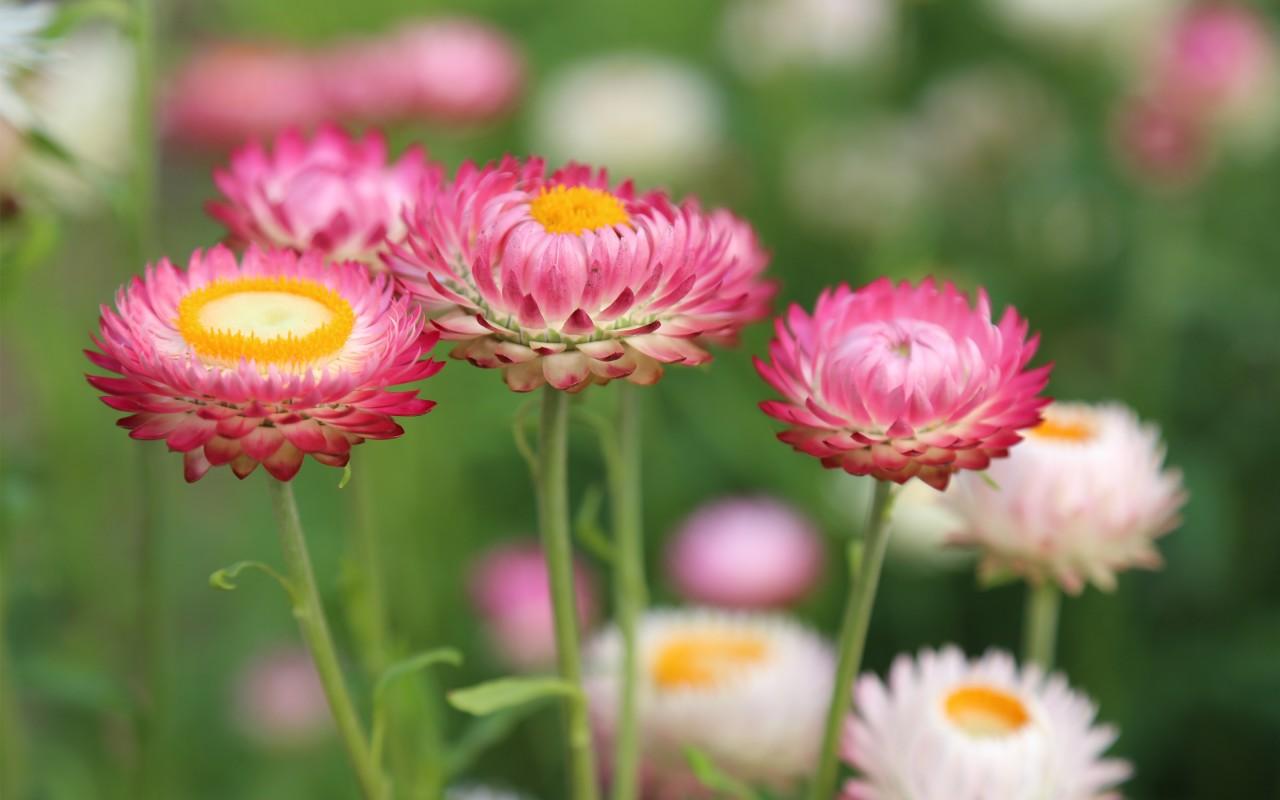1280x800 Summer Flower Meadow Wallpaper 3D Models. Free
