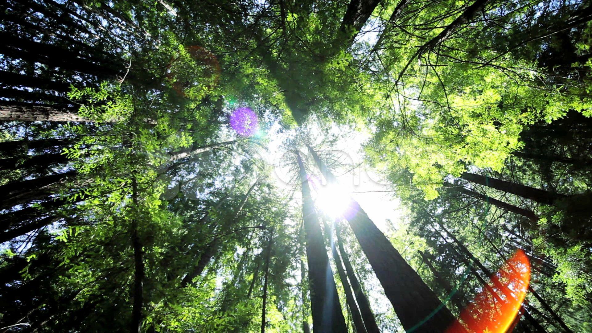1920x1080 Stock Video: Scenic View of Giant Redwood Trees