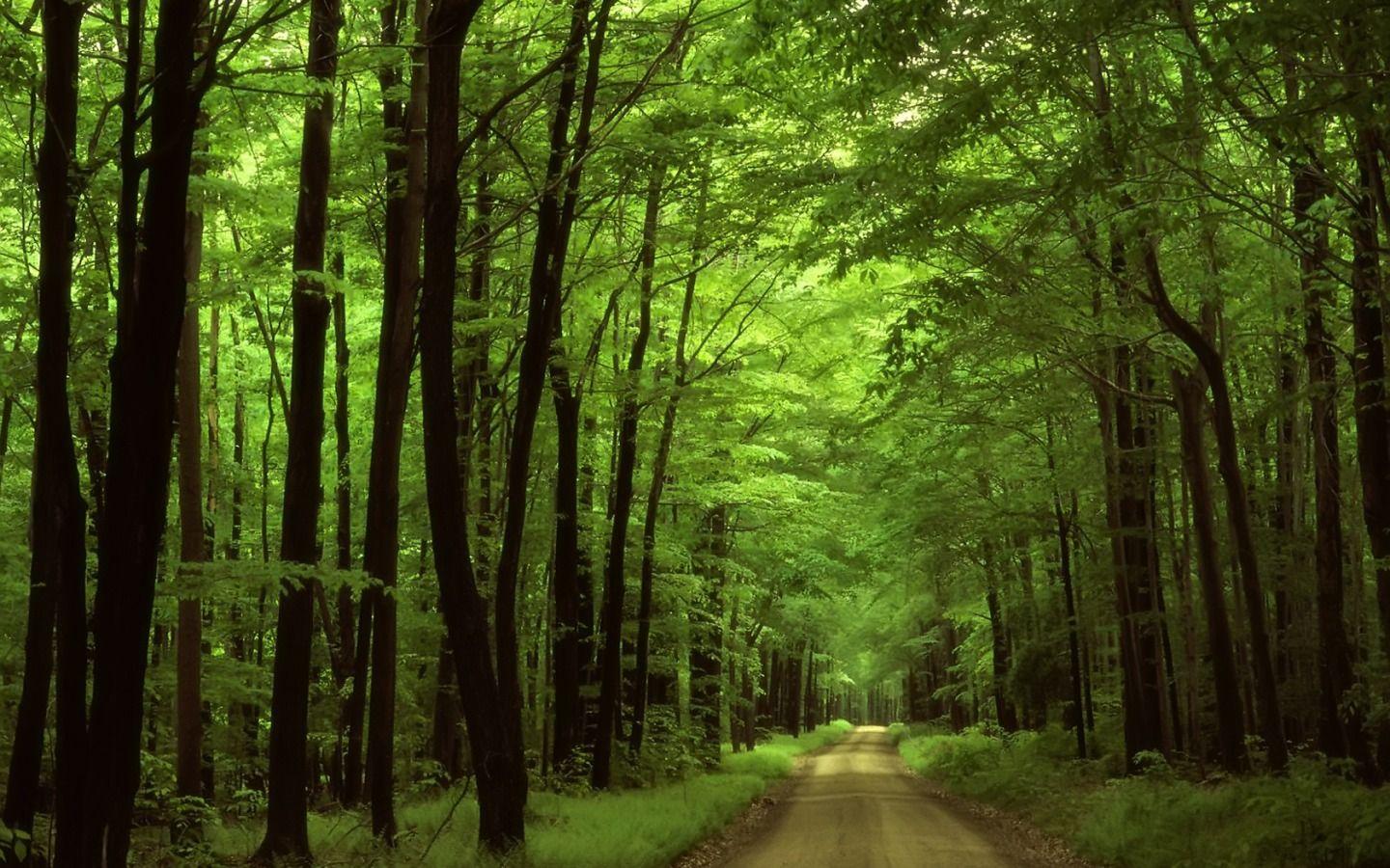 1440x900 Hd Forest Wallpaper Widescreen