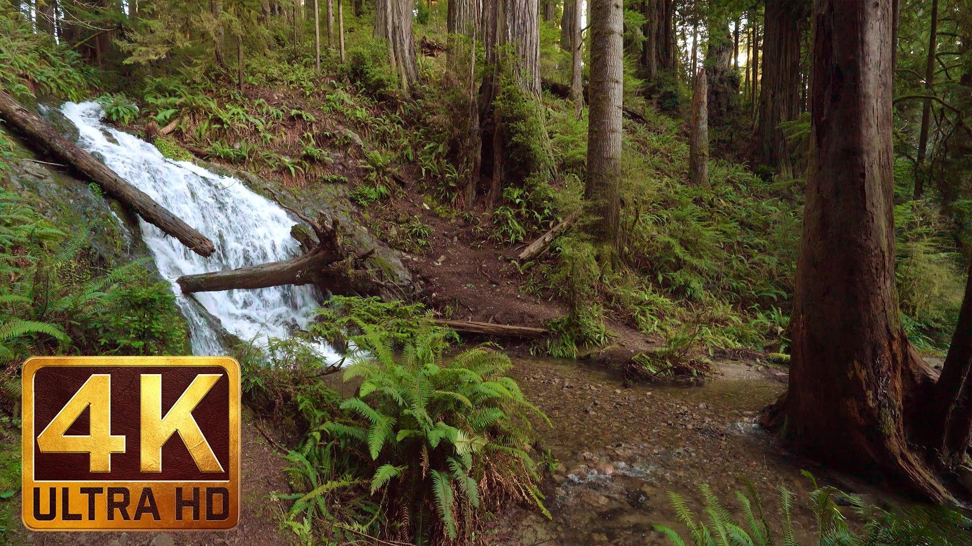 1920x1080 4K Relaxation Forest Video