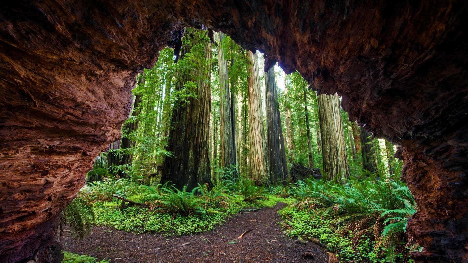 Giant forest. Национальный парк Секвойя Калифорния США. Национальный парк «Редвуд» Калифорния, США. Национальный парк Редвуд Секвойя. Калифорния Секвойя парк обои.