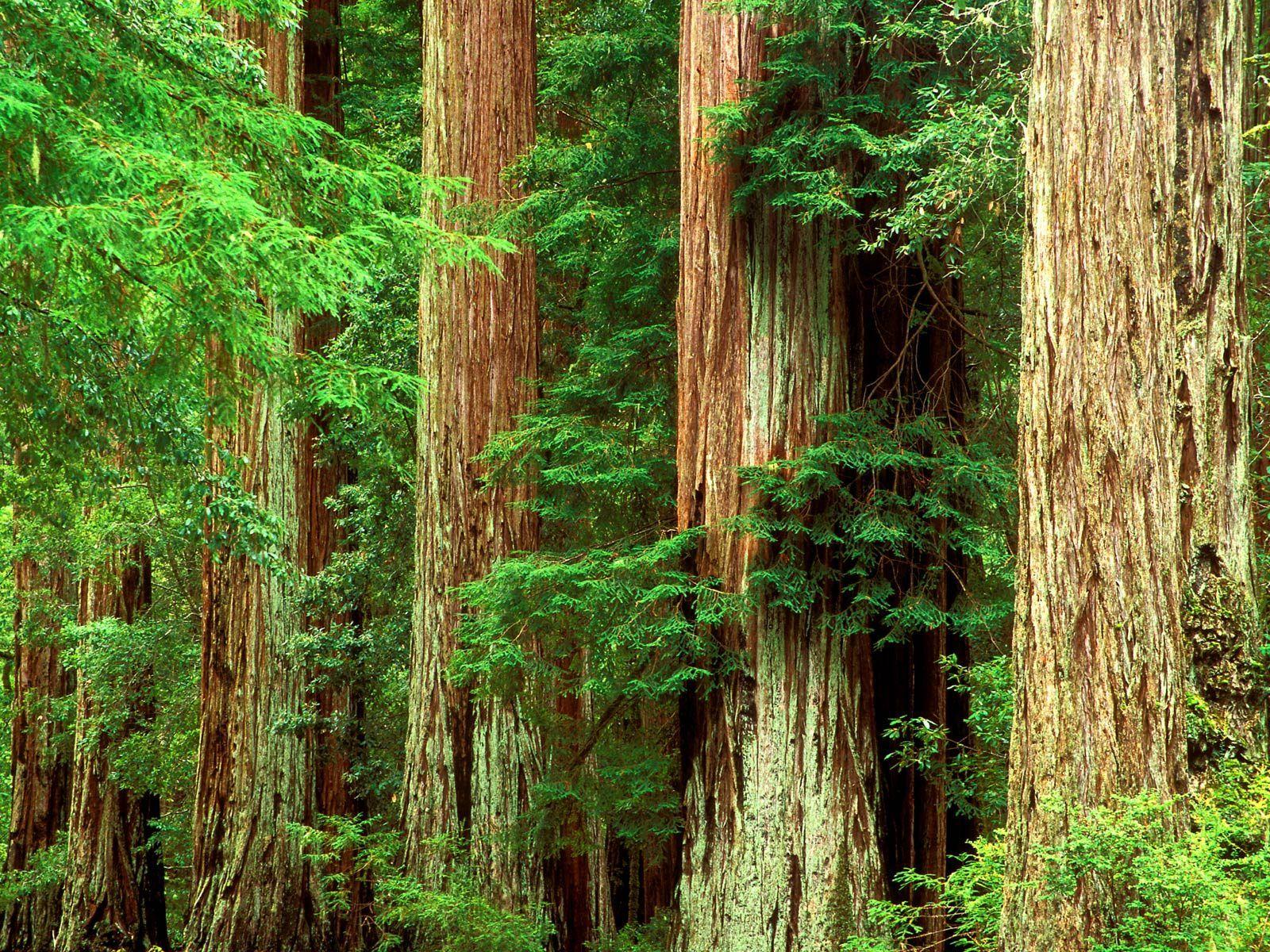 1600x1200 The Scenery Wallpaper Series in HD: Forest HD pack 1