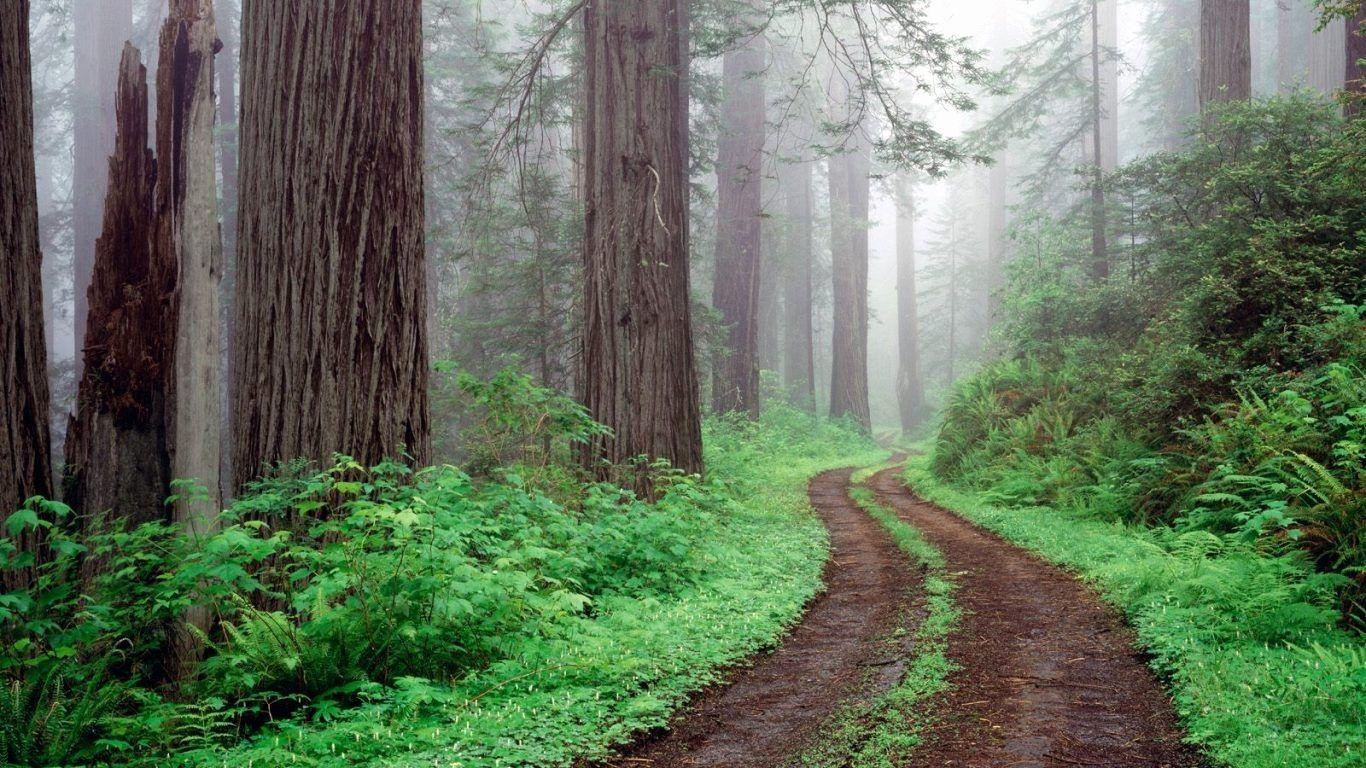 1366x768 Elegant Redwood National forest California. nature. earth. forest. beauty