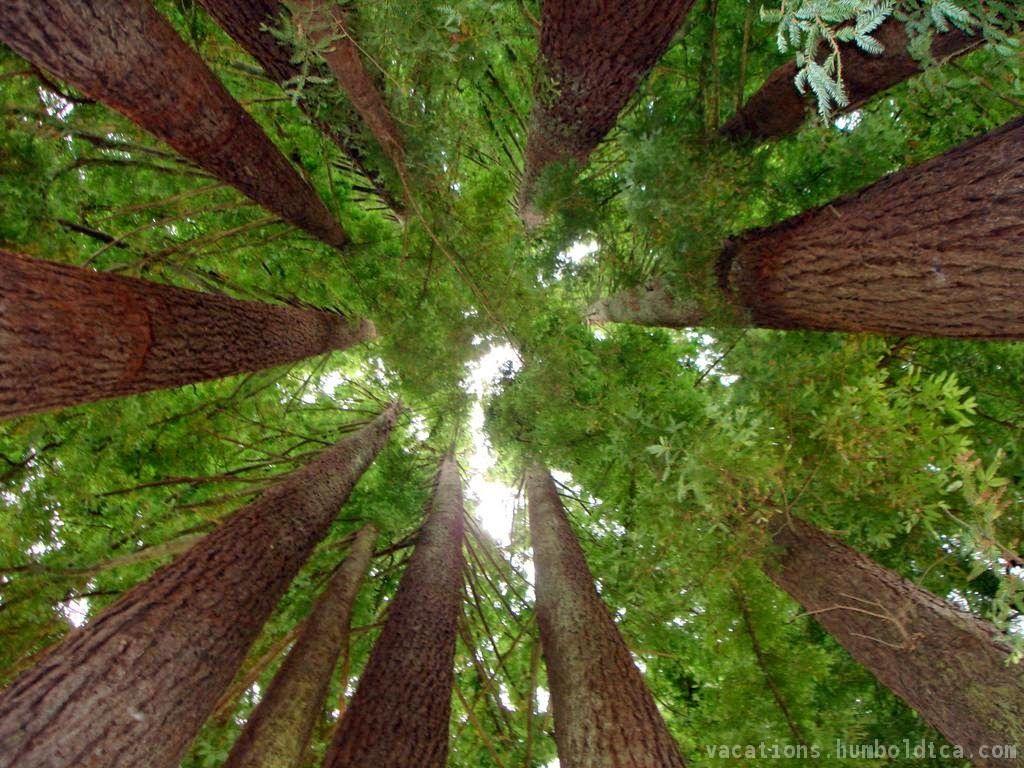 1024x768 Liliana Usvat and Medicinal use of the Trees : giant
