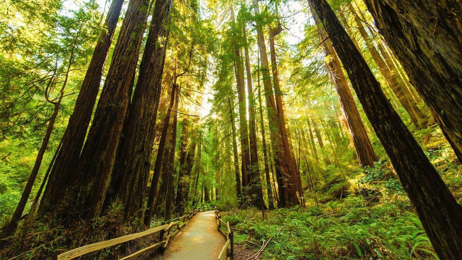 1500x844 A Summer in Muir Woods