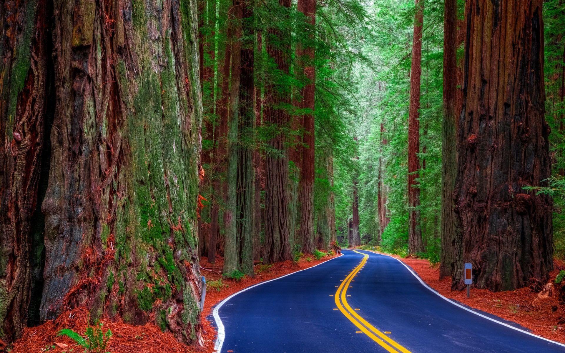 1920x1200 Redwood tree wallpaper Gallery