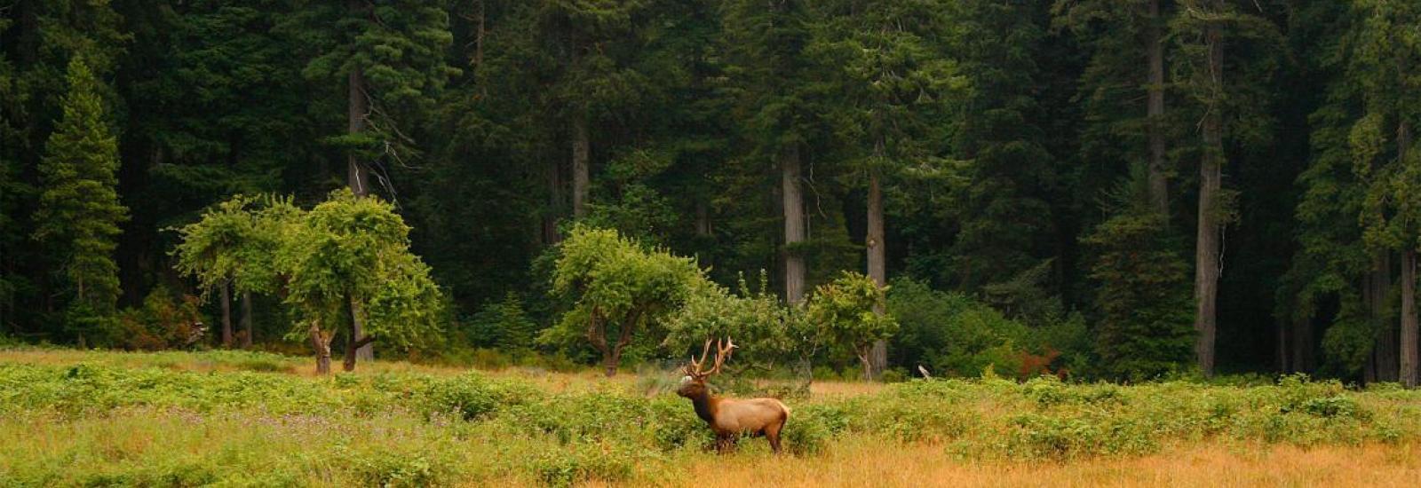 1600x550 Store. Redwood Parks Conservancy