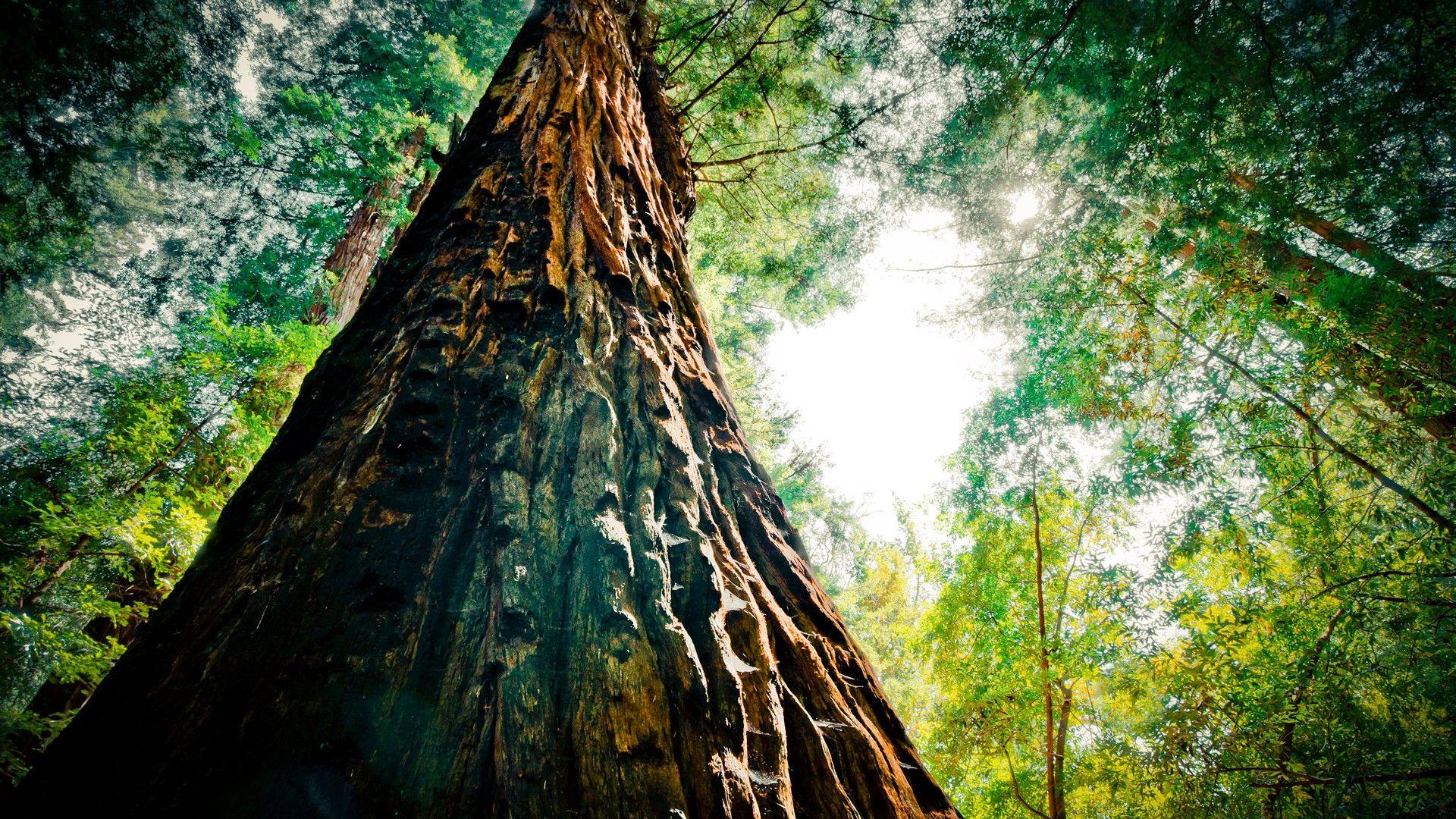 1920x1080 Forest Trunk Redwood Tall Closeup Bark Mighty Tree Scenery