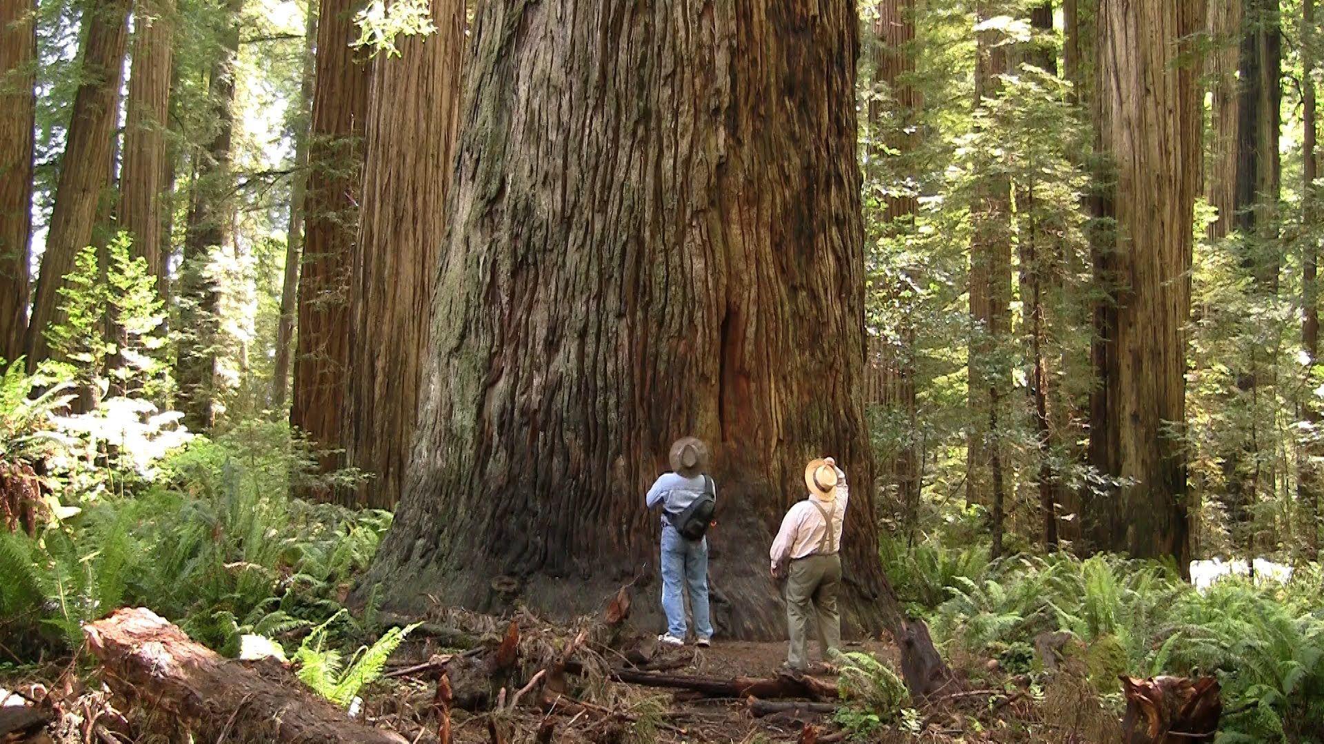 1920x1080 Magnificent Ancient Redwood Forest Crescent City, California
