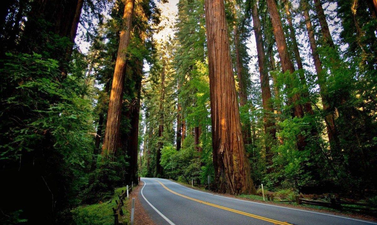 1200x715 Redwood Forest HD Wallpaper Scary