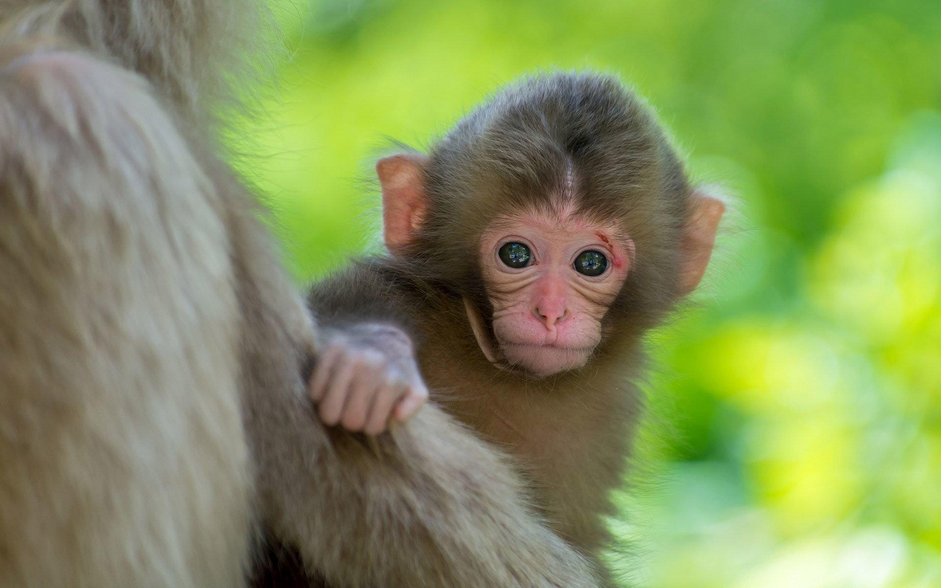 Cute Baby Monkey Wallpapers - Top Free Cute Baby Monkey Backgrounds ...