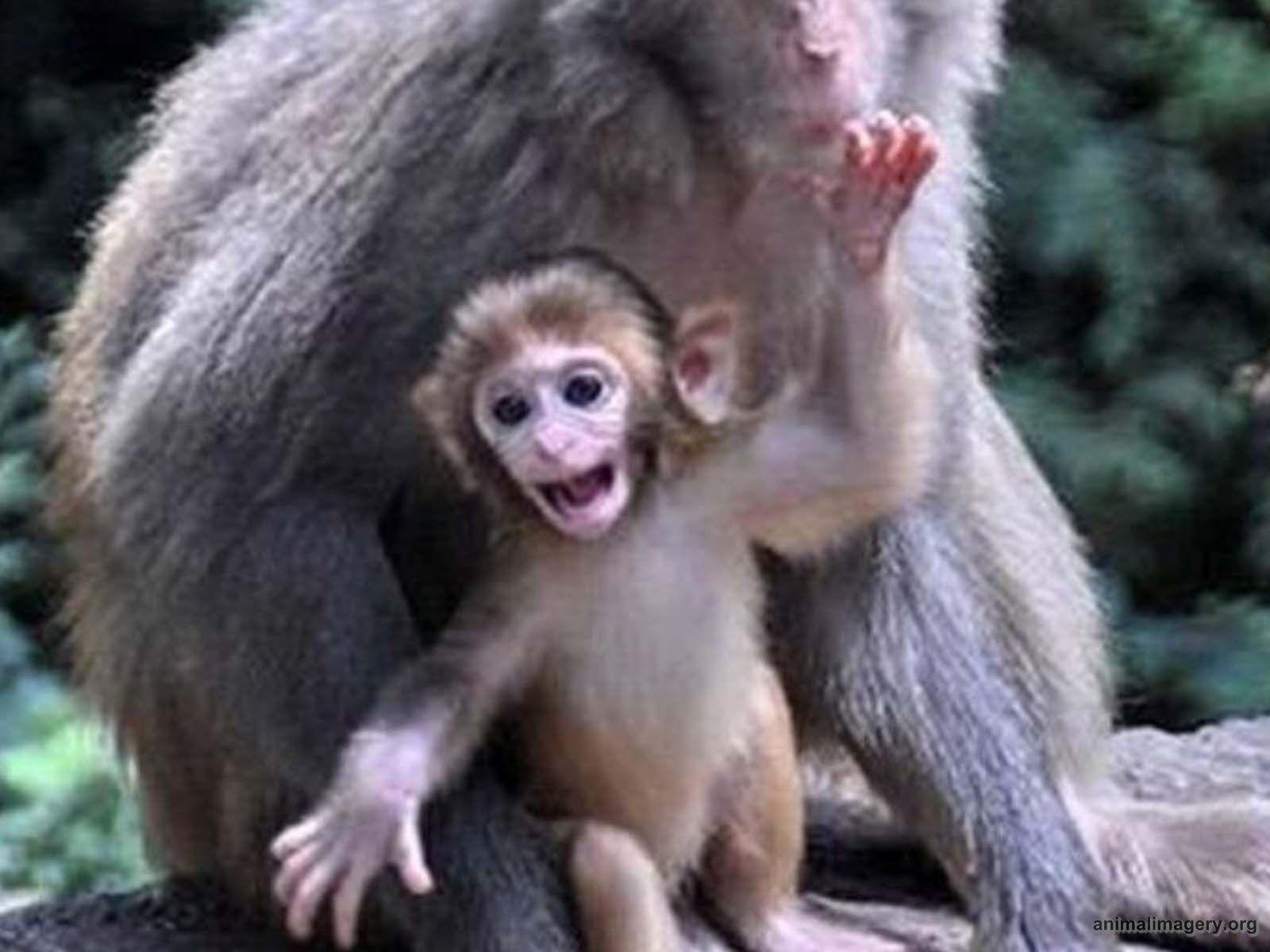 1600x1200 Cute Baby Spider Monkeys 10754 HD Wallpaper in Animals. Rainforest animals, Monkey picture, Animals