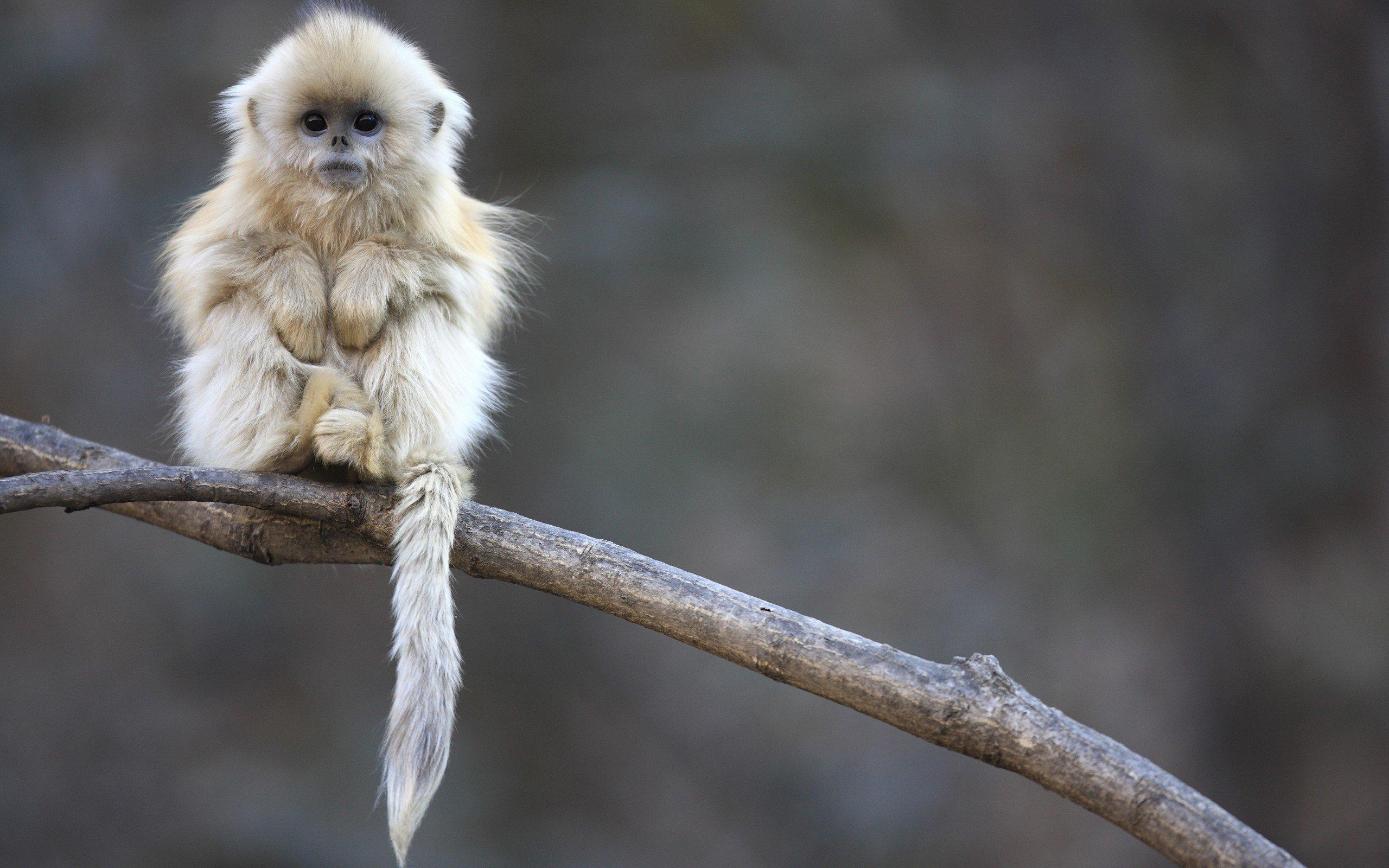 2560x1600 Free Download Golden Snub Nosed Monkey Wallpaper Id Cute Baby Monkey HD Wallpaper
