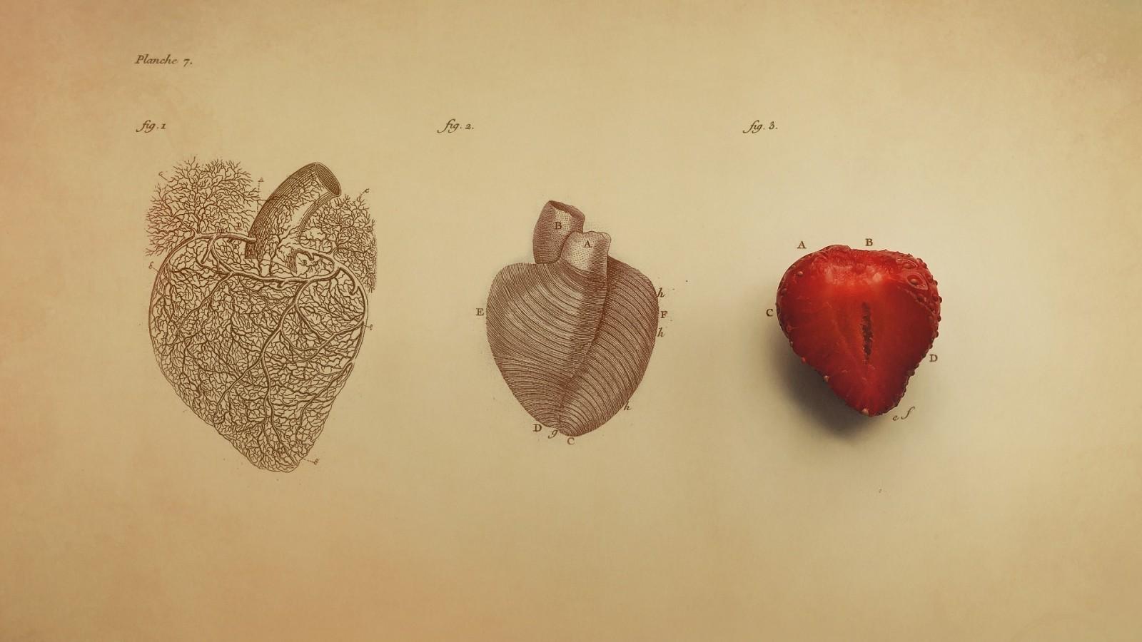 1600x900 drawing, digital art, simple background, minimalism, heart, red, text, fruit, strawberries, simple, vintage, veins, organs, biology, medicine, ART, color, leaf, flower, eye, hand, shape, petal, sketch, human body, organ