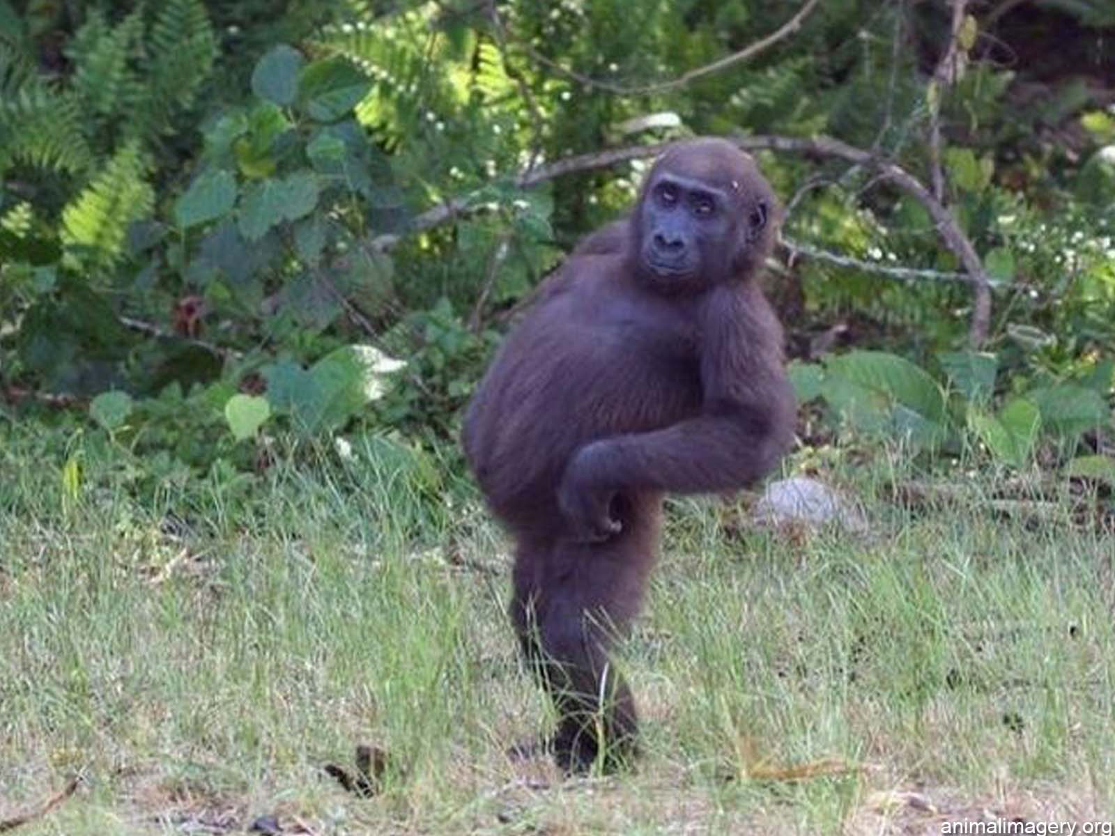 1600x1200 Cute Monkey Wallpaper