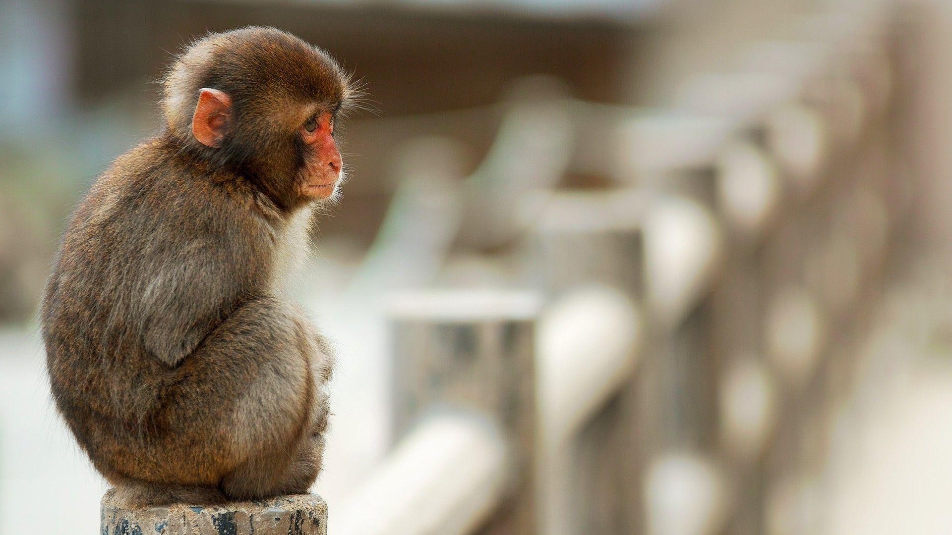 1920x1080 Cute Baby Monkeys Cute baby monkey wallpaper picture Cute. Buhos, Animales, Animales hermosos