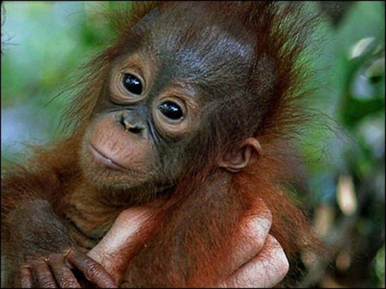 1280x960 Cute Baby Monkeys Wallpaper Cute Baby Monkeys 11175 Monkey HD Wallpaper