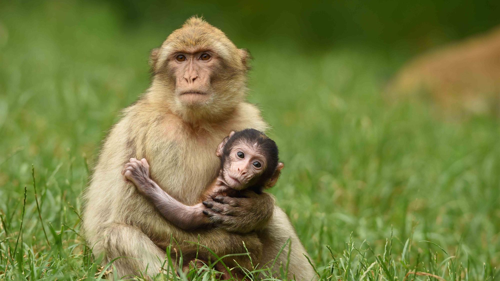 2000x1125 Mother and Baby Monkey HD Wallpaper