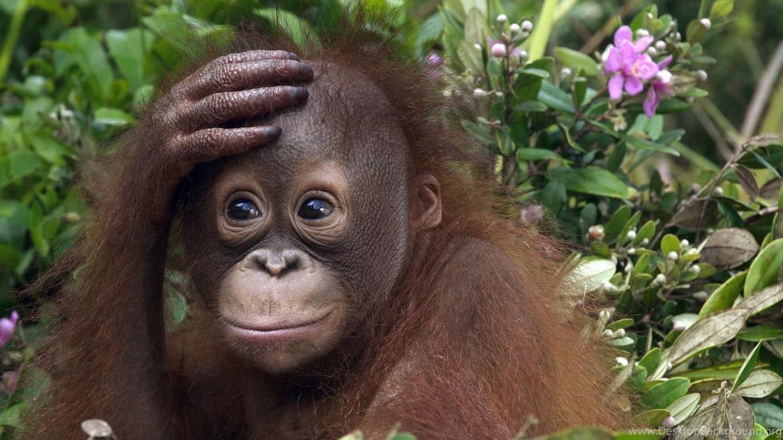 1600x900 Cute Baby Monkey Background Wallpaper Zibrato Desktop Background
