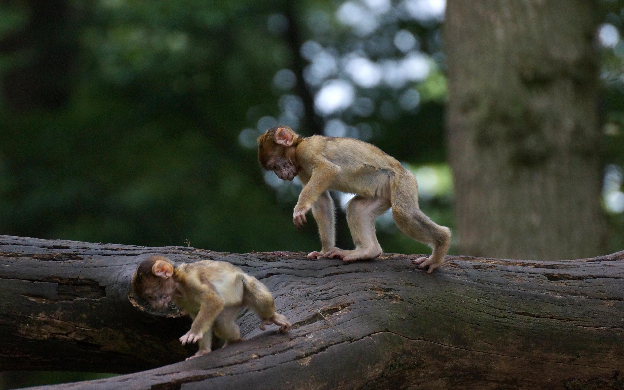 2560x1600 Baby Monkeys In The Jungle