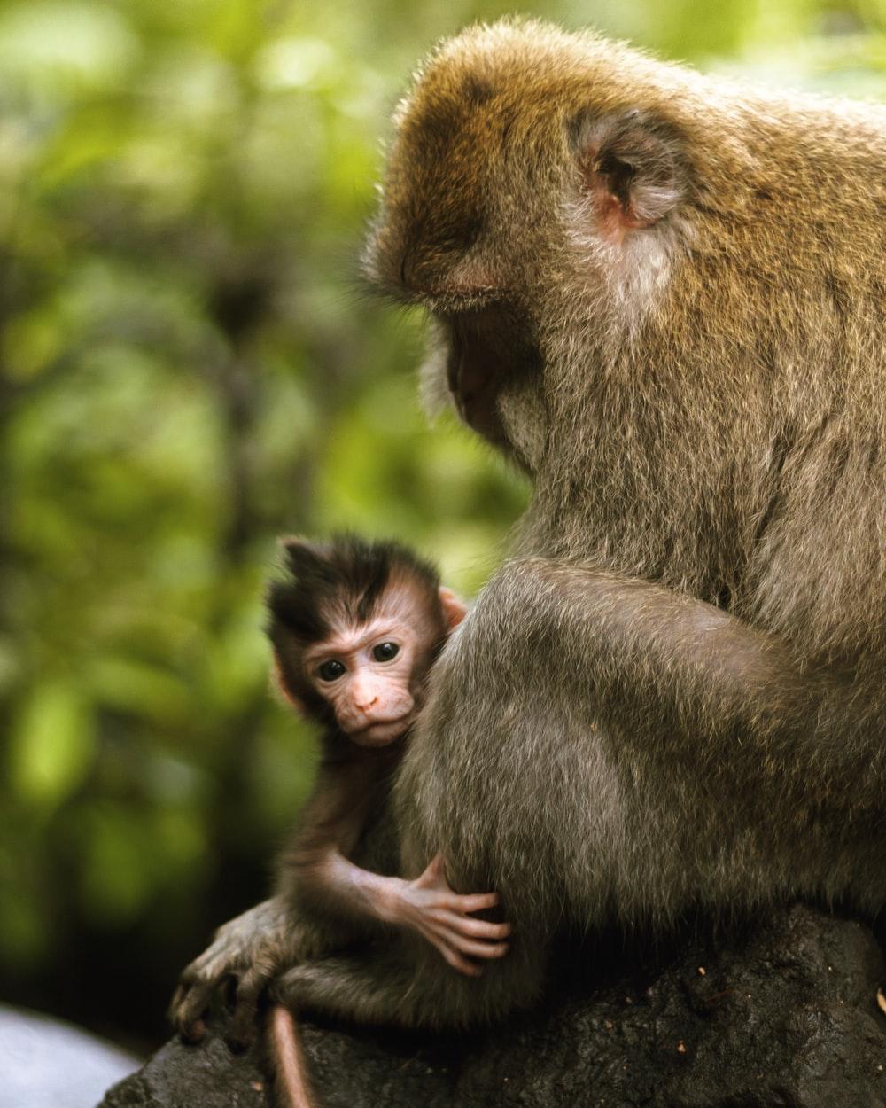 1000x1250 Baby Monkey Picture. Download Free Image