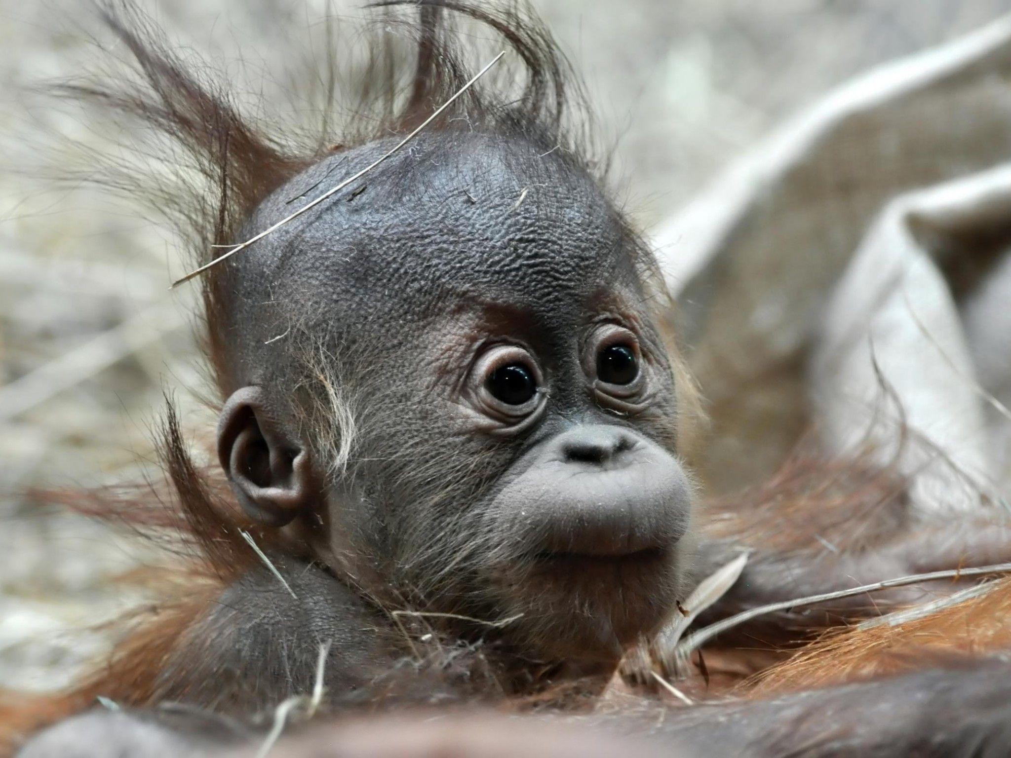 2048x1536 Baby Orangutan Animals. All Wallpaper. Baby orangutan, Baby animals picture, Orangutan