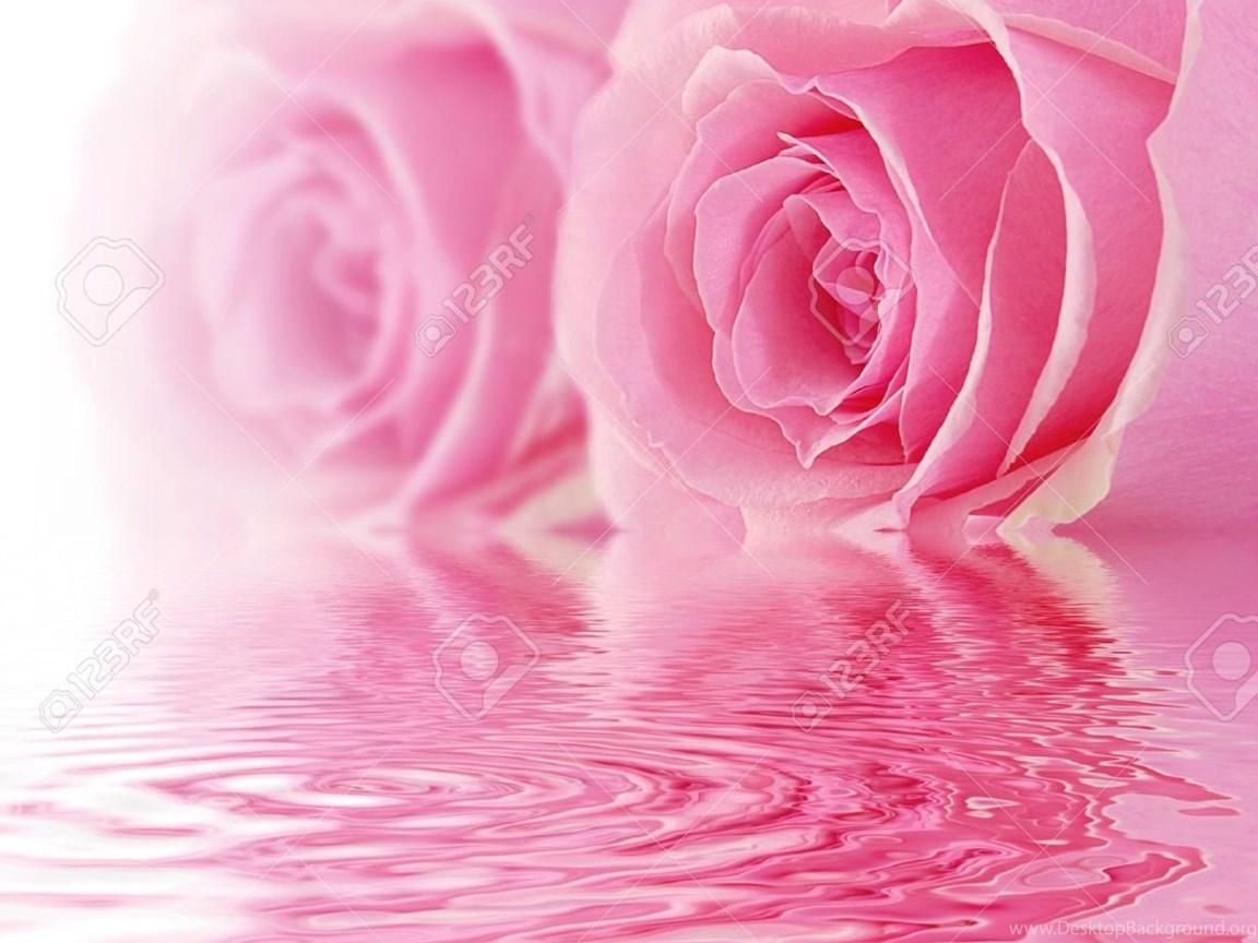 1152x864 Black Rose And Skull Wallpaper Desktop Background