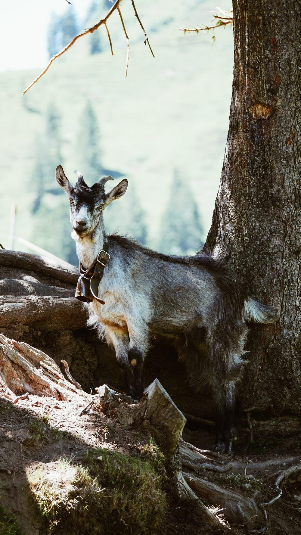 1000x1777 Goat Wallpaper Picture. Download Free Image