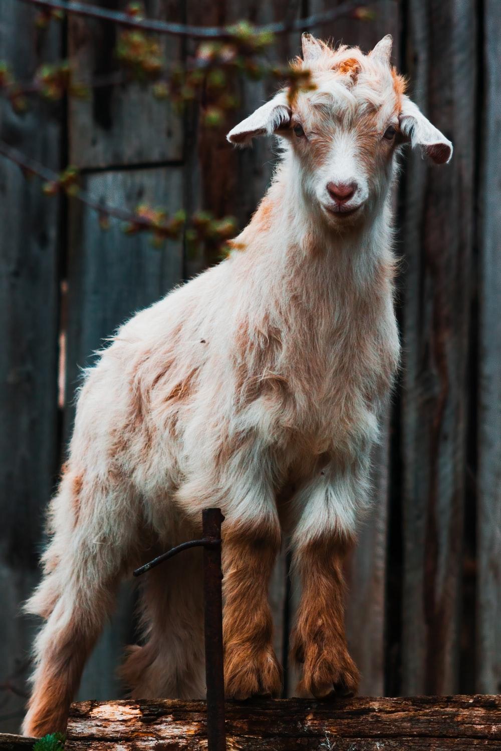 Download Goat wallpapers for mobile phone free Goat HD pictures