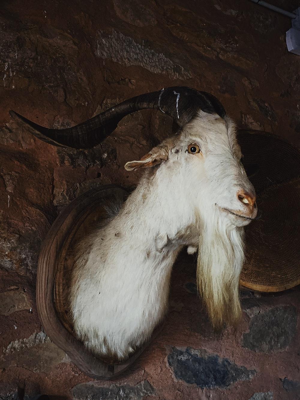 1000x1332 white mountain goat taxidermy photo
