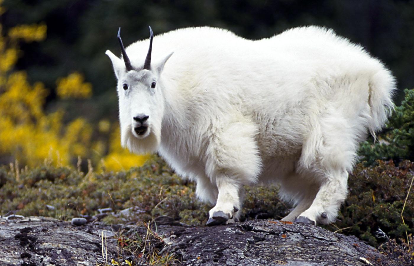 1400x900 animals goats mountain goats 1400x900 wallpaper High Quality Wallpaper, High Definition Wallpaper
