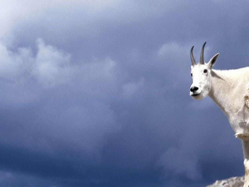 1024x768 Goat Wallpaper