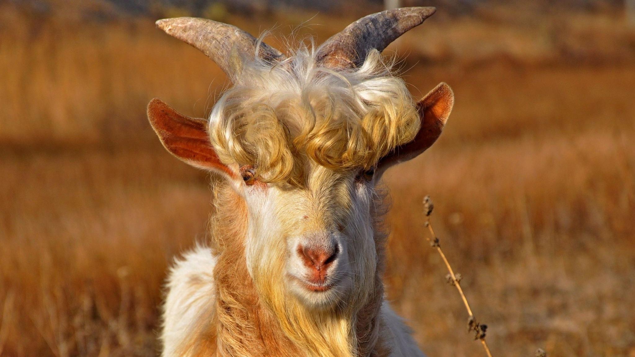 2048x1152 Goat Quality Image For Laptop With Blonde Hair
