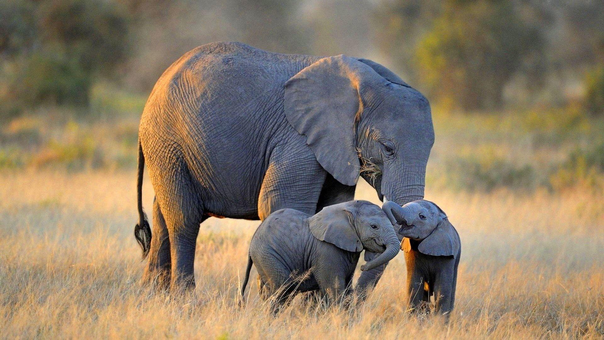 1920x1080 Cute Elephant Wallpaper High Resolution. Cute baby elephant, Elephant wallpaper, Animals