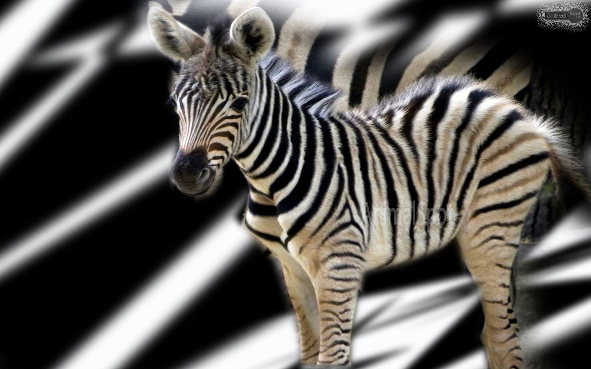 Zebra Desktop Wallpapers - Top Free Zebra Desktop Backgrounds -  WallpaperAccess