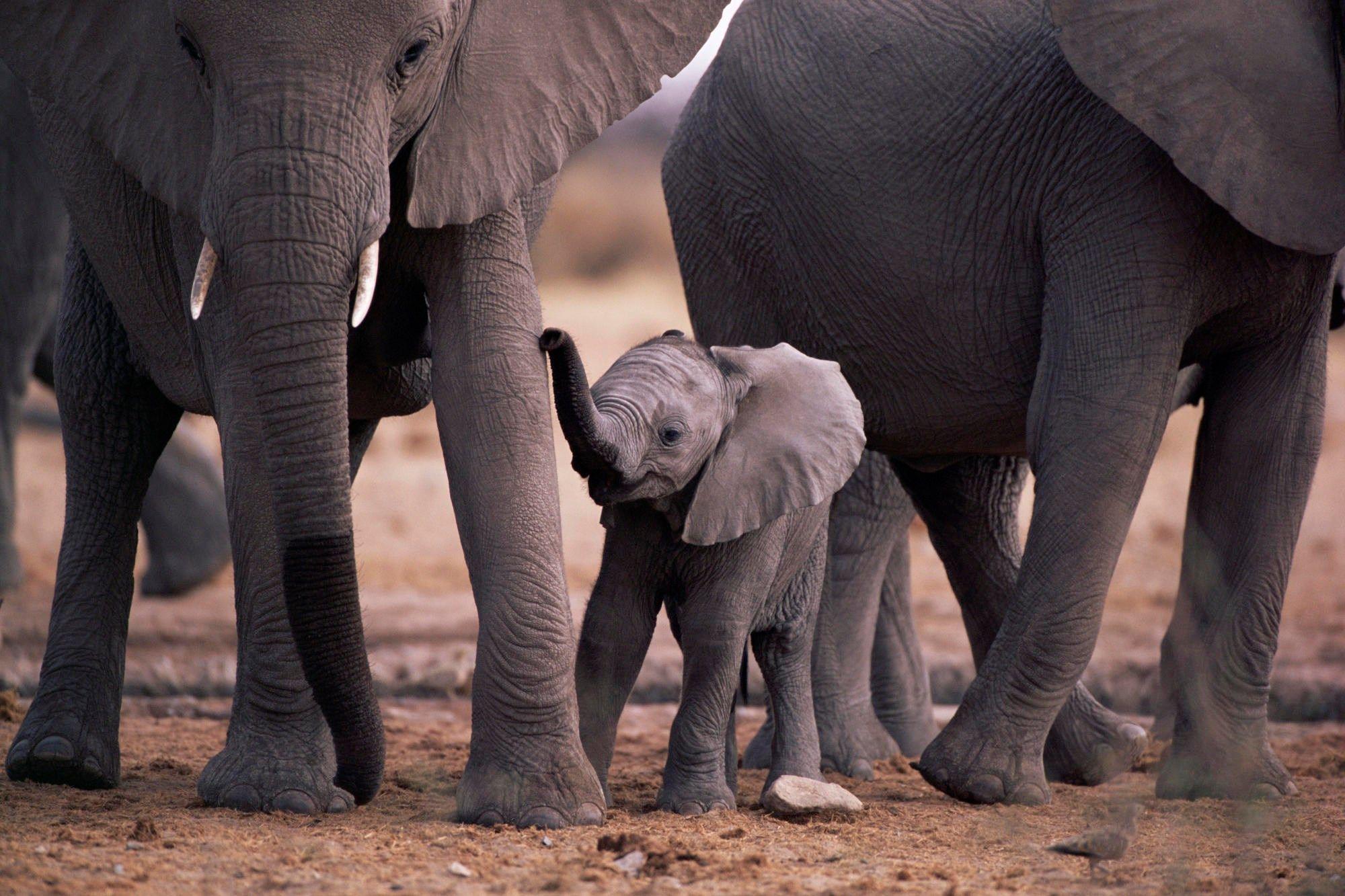 2000x1333 elephant high resolution desktop background. Elephant, Baby elephant, Cute baby elephant
