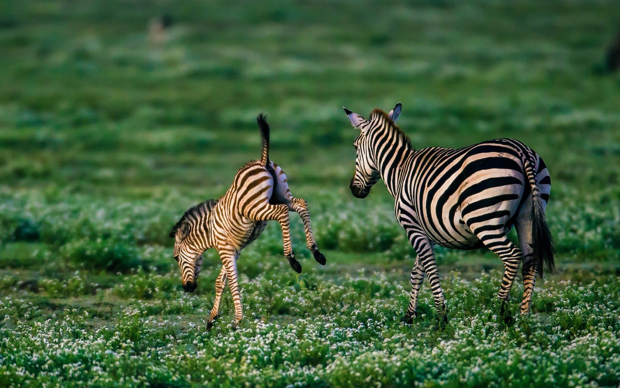 2048x1280 Baby Zebra Wallpaper