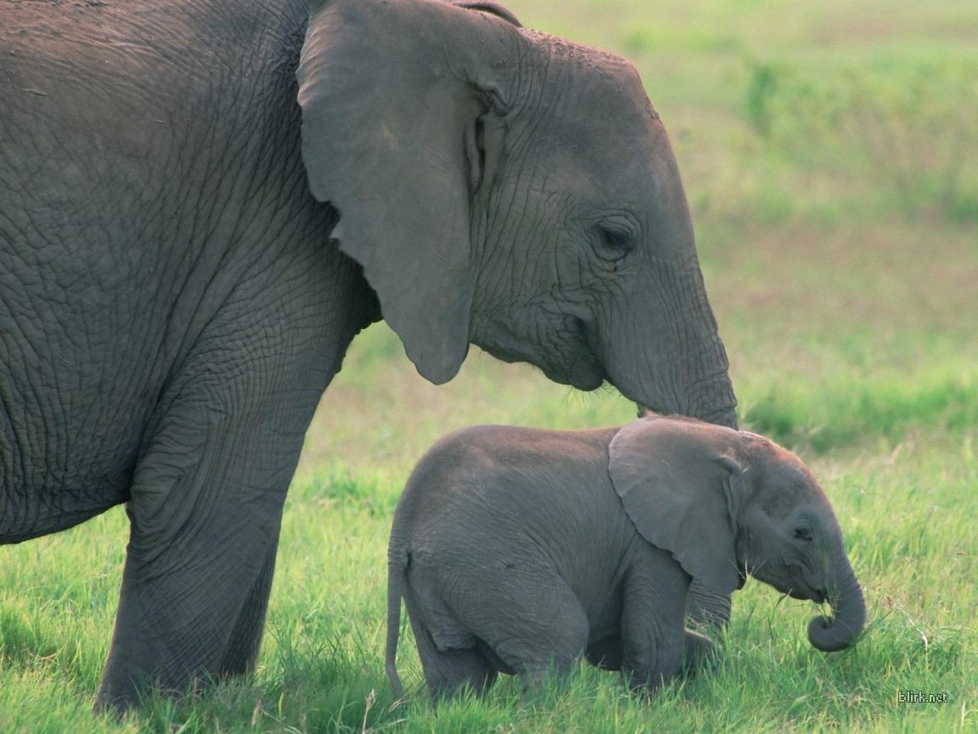 Животные нат. Слон и Слоненок. Слониха со слоненком. Животные для малышей. Слониха и Слоненок для детей.