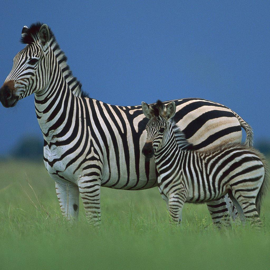 Cute Baby Zebra Wallpapers Top Free Cute Baby Zebra Backgrounds