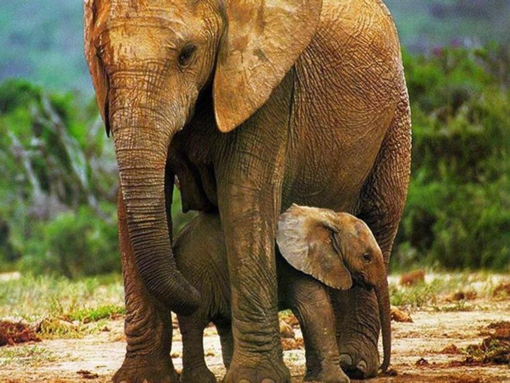 1024x768 Free download Cute Baby Elephant Wallpaper Elephant picture [1024x768] for your Desktop, Mobile & Tablet. Explore Cute Elephant Wallpaper. Elephants Wallpaper, Baby Elephant Wallpaper, Baby Elephant Desktop Wallpaper