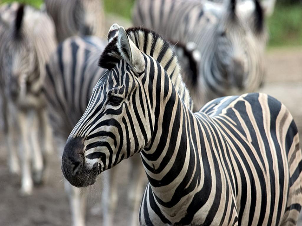 1024x768 Baby Zebras Wallpaper
