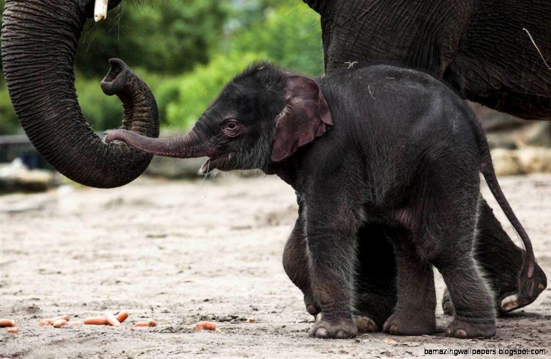 1116x728 Cute Baby Elephants Wallpaper