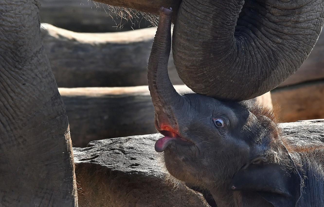 1332x850 Wallpaper nature, baby, elephants, elephant image for desktop, section животные