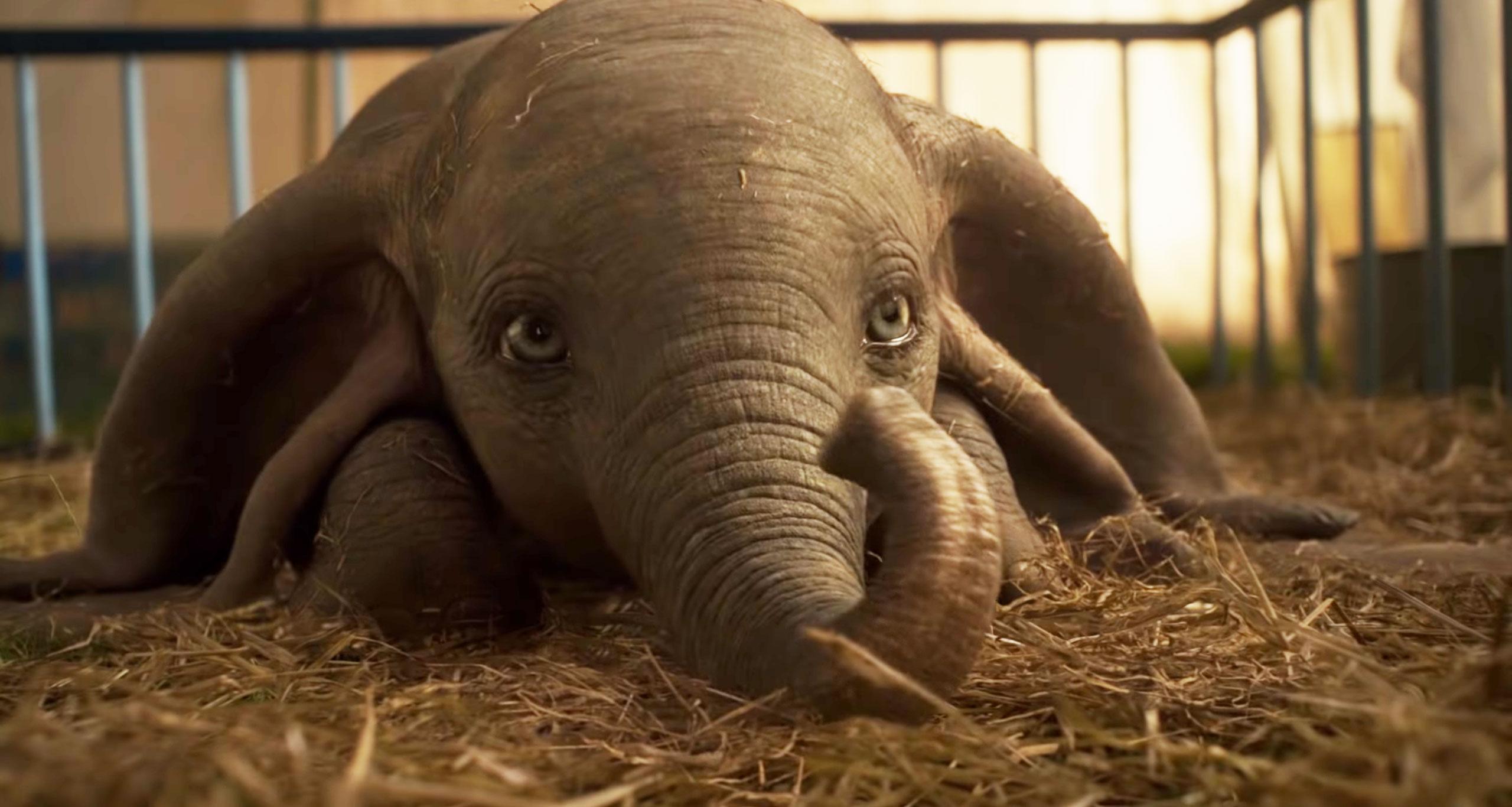 2560x1366 Baby Elephant Dumbo 2019 HD Wallpaper