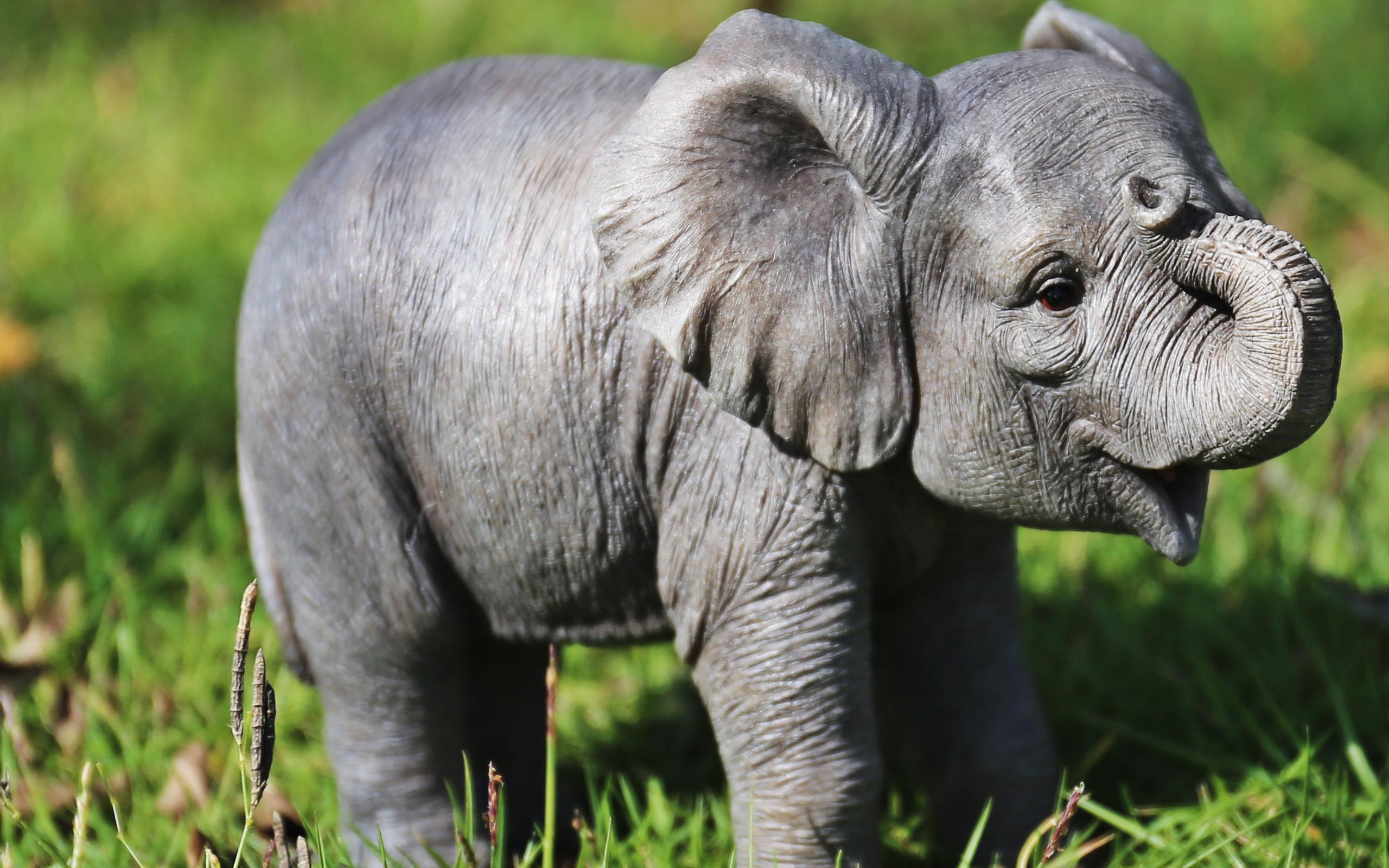2560x1600 Download wallpaper little baby elephant, newborn elephant, cute little animals, wildlife, elephants for desktop with resolution 2560x1600. High Quality HD picture wallpaper