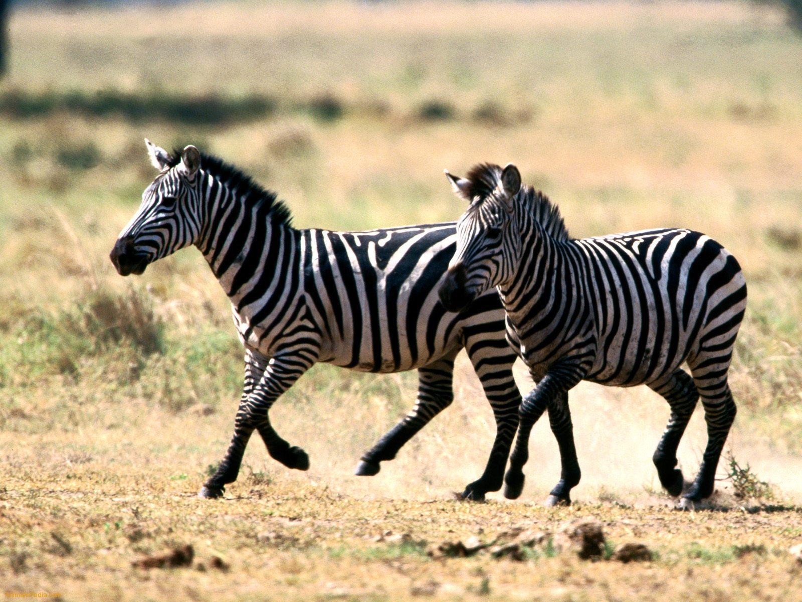 1600x1200 Baby Zebra Wallpaper